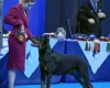 Beauceron