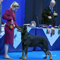 Beauceron