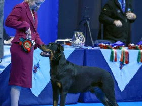 Beauceron
