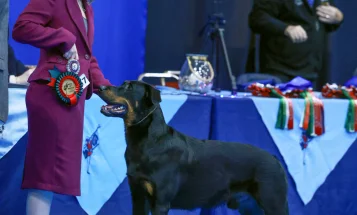 Beauceron