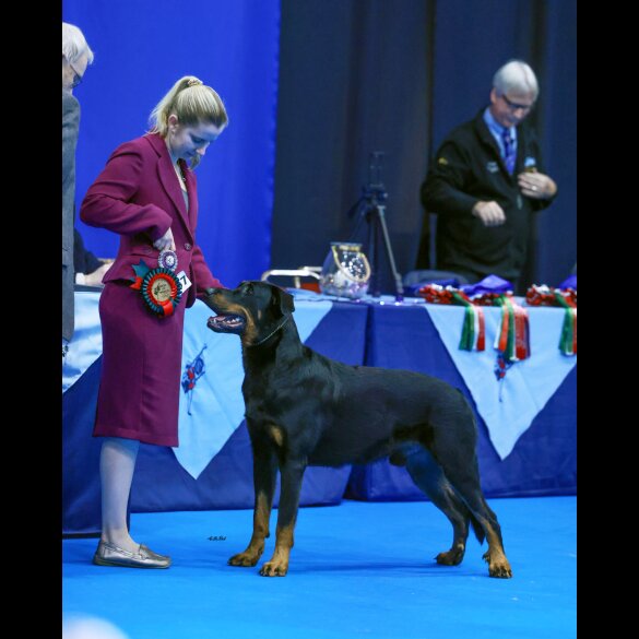 Beauceron