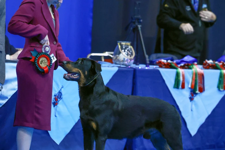 Beauceron