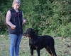 Beauceron