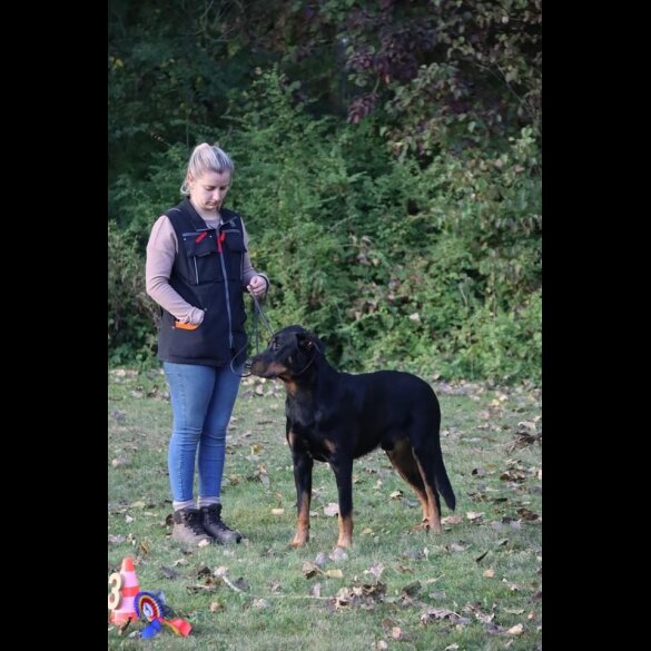 Beauceron