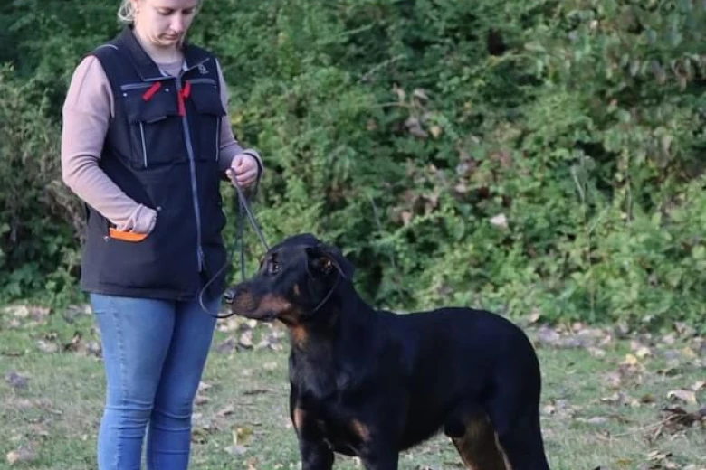 Beauceron