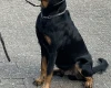 Beauceron