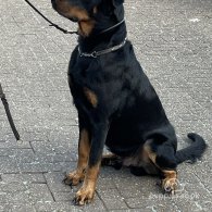 Beauceron