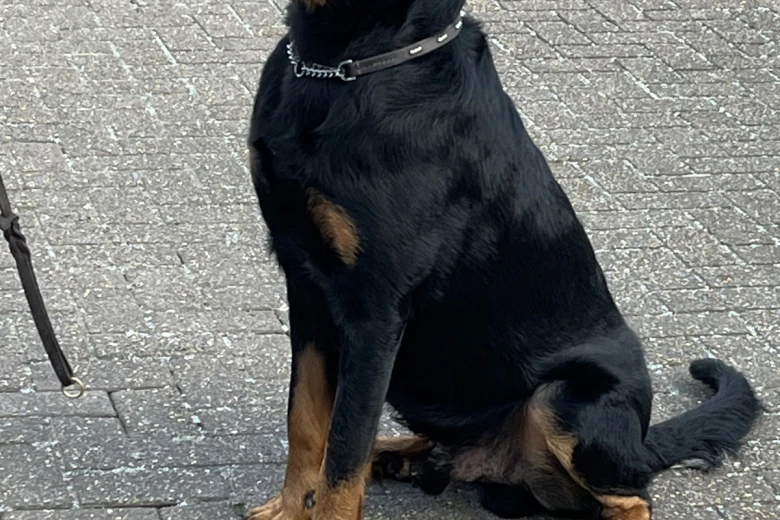 Beauceron