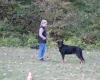 Beauceron