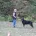 Beauceron