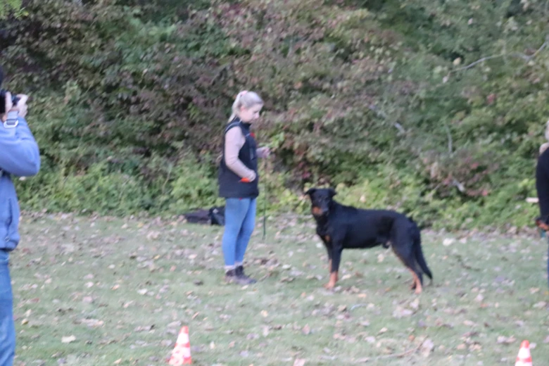 Beauceron