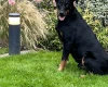 Beauceron