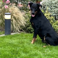 Beauceron