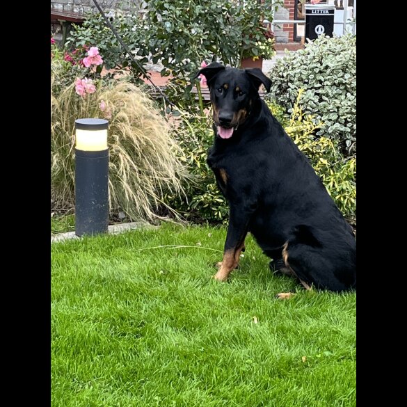 Beauceron