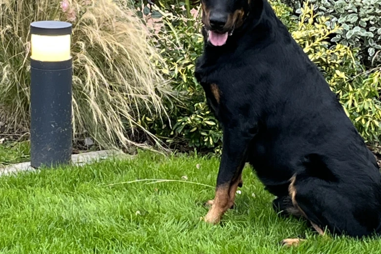 Beauceron