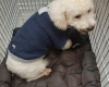Bichon Frise