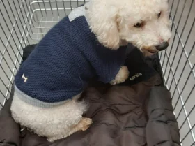 Bichon Frise