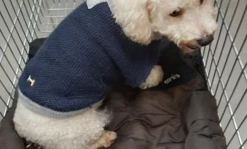 Bichon Frise
