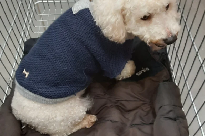 Bichon Frise