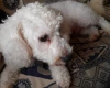 Bichon Frise