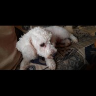 Bichon Frise