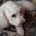 Bichon Frise