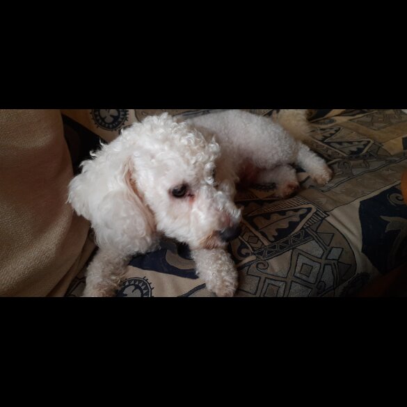 Bichon Frise