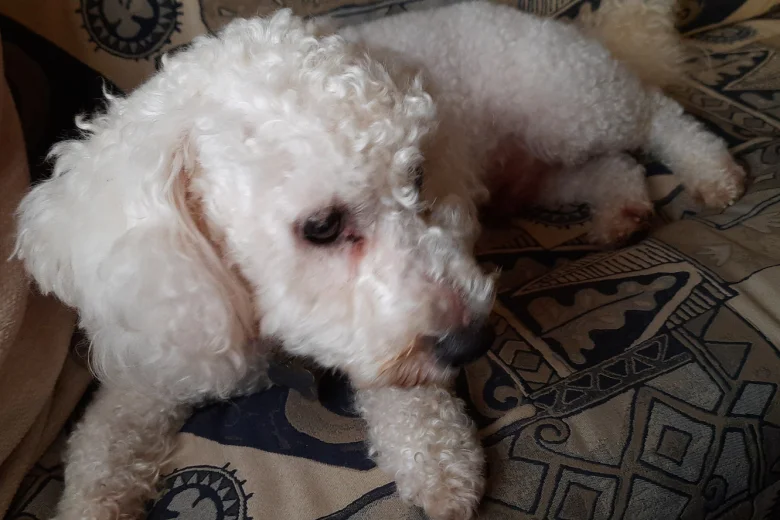 Bichon Frise