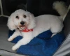 Bichon Frise