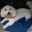 Bichon Frise