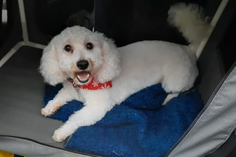 Bichon Frise