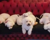 Bichon Frise