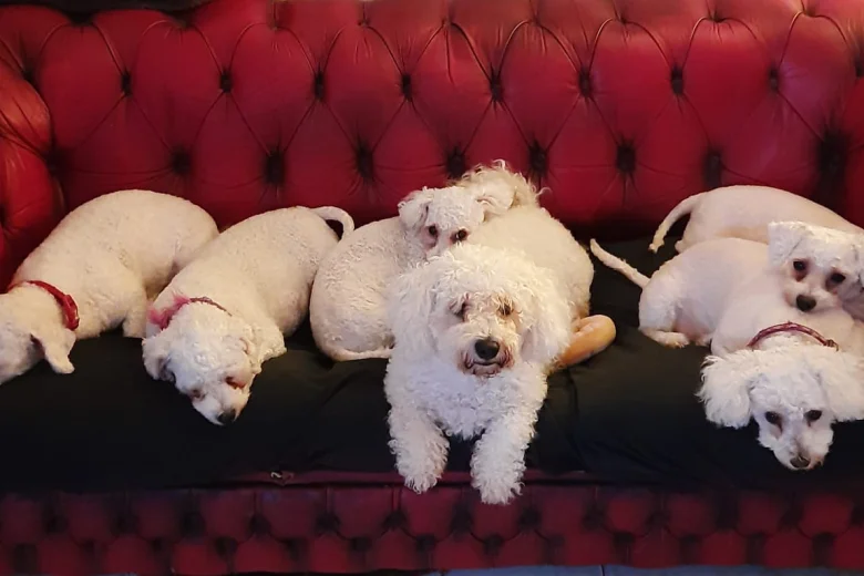Bichon Frise