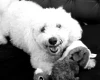 Bichon Frise