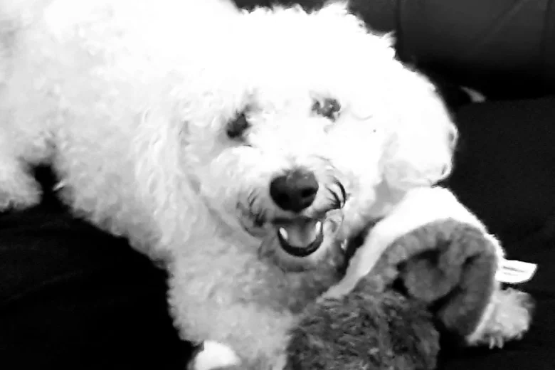 Bichon Frise