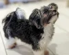 Biewer Terrier