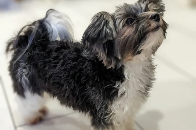 Biewer Terrier