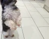 Biewer Terrier