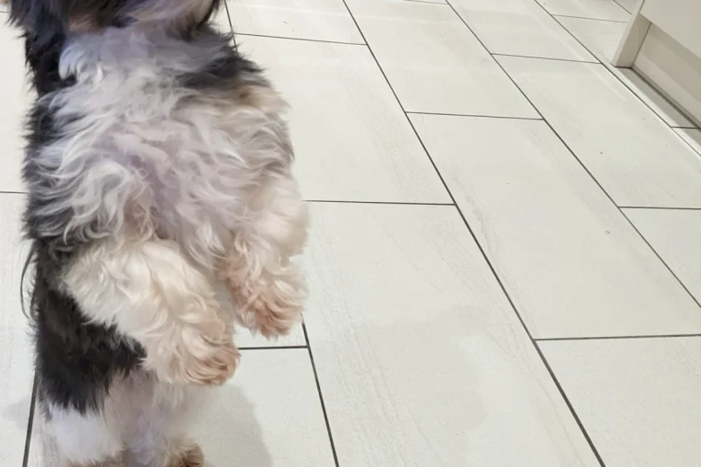 Biewer Terrier