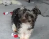 Biewer Terrier