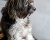 Biewer Terrier