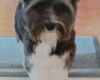 Biewer Terrier