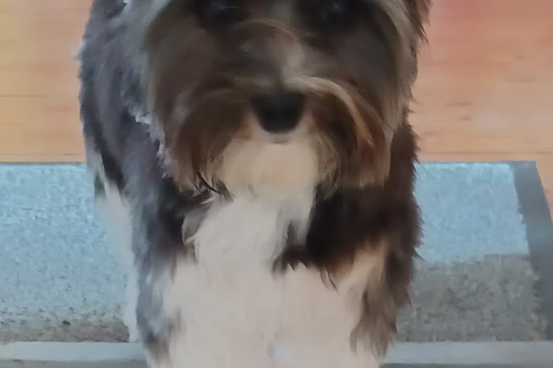 Biewer Terrier