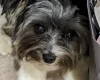Biewer Terrier