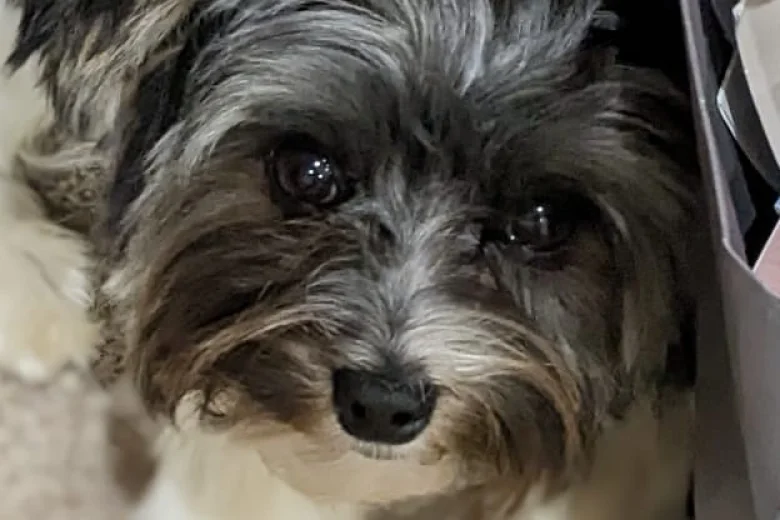 Biewer Terrier