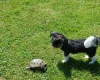 Biewer Terrier