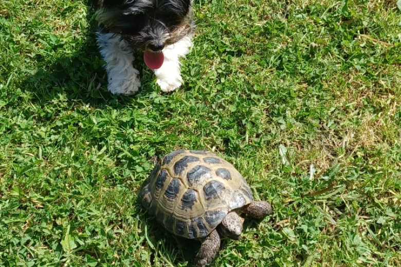 Biewer Terrier