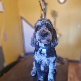 Cockapoo