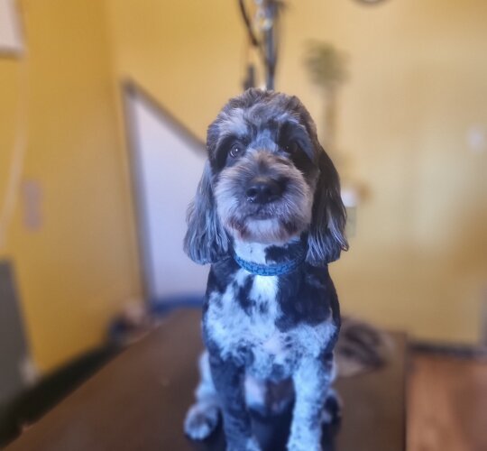 Cockapoo