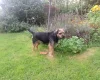 Border Terrier